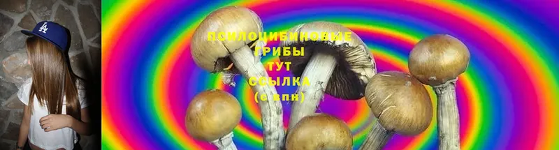 как найти   Долинск  Галлюциногенные грибы Psilocybine cubensis 